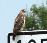 Bussard am Ufer der Havel